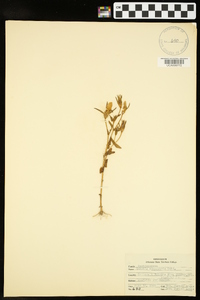 Sabatia campestris image