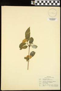 Deutzia parviflora image