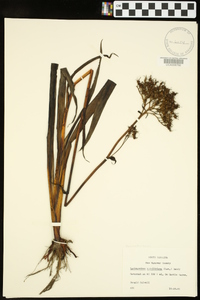 Lachnanthes caroliniana image