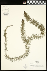 Myriophyllum heterophyllum image