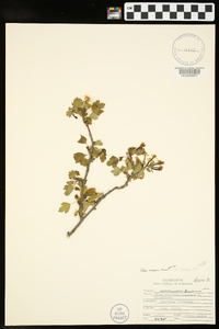 Ribes aureum var. villosum image