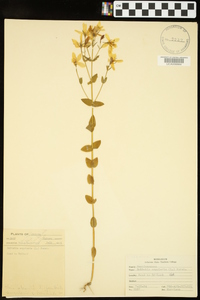 Sabbatia angularis image