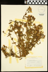 Sabatia angularis image