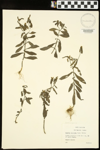 Sabatia calycina image