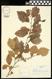 Hamamelis vernalis image