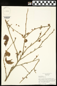 Hamamelis vernalis image