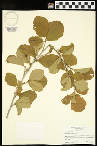 Hamamelis vernalis image