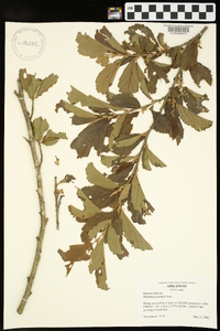 Hamamelis vernalis image