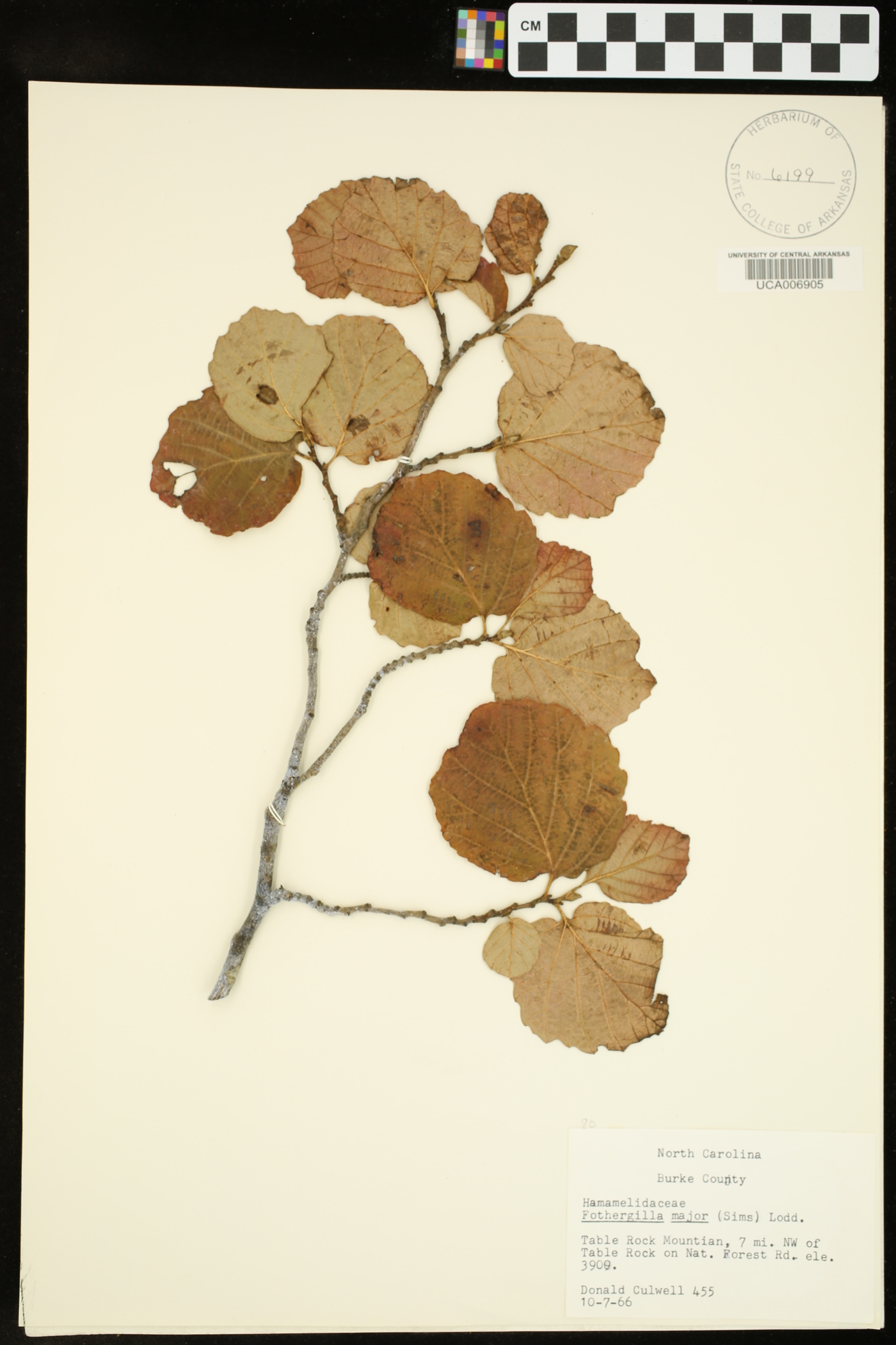 Fothergilla major image