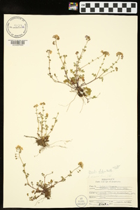 Phacelia glabra image