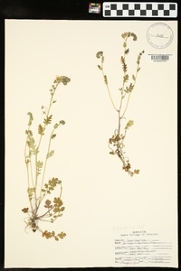 Phacelia hirsuta image