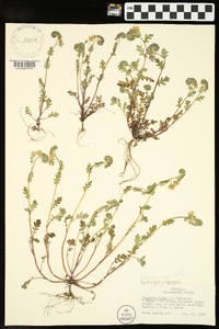 Phacelia hirsuta image