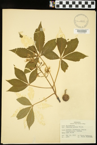 Aesculus glabra image