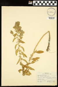 Hydrolea ovata image