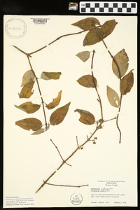 Philadelphus hirsutus image