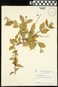 Philadelphus hirsutus image