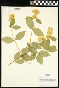 Philadelphus lewisii image