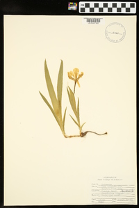 Iris cristata image