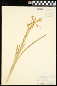 Iris virginica image