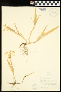 Iris cristata image