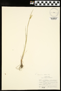 Sisyrinchium albidum image