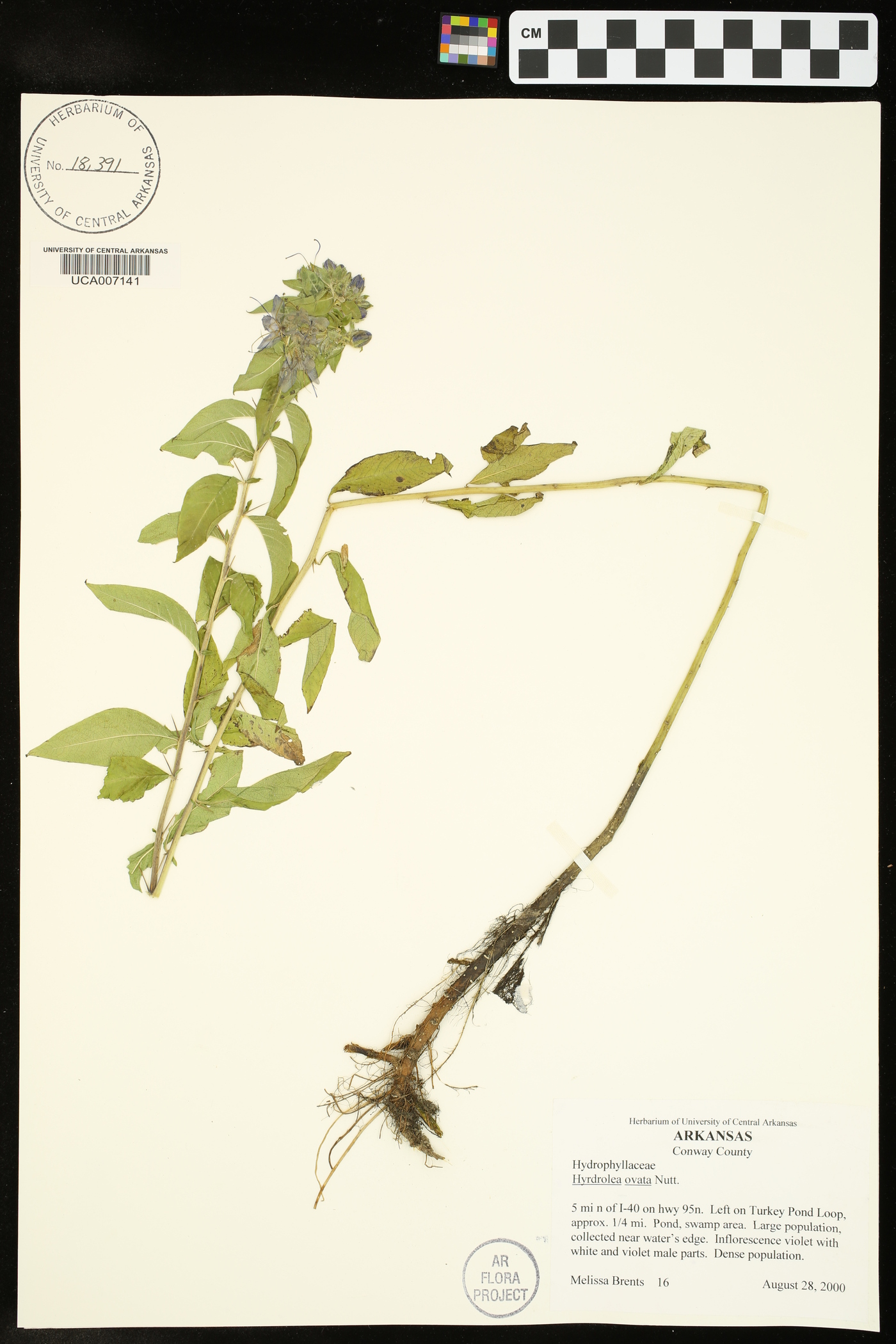 Hydrolea ovata image