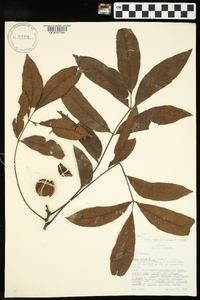 Carya aquatica image