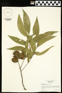 Carya aquatica image