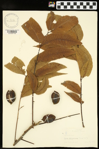 Carya illinoinensis image