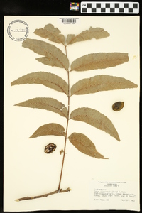 Carya illinoinensis image