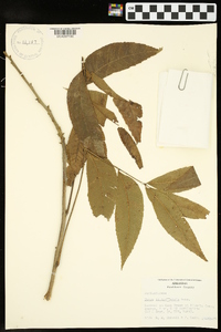 Carya illinoinensis image