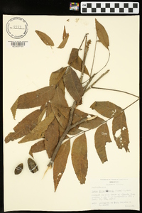 Carya illinoinensis image