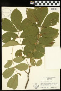 Carya myristiciformis image