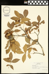 Carya texana image