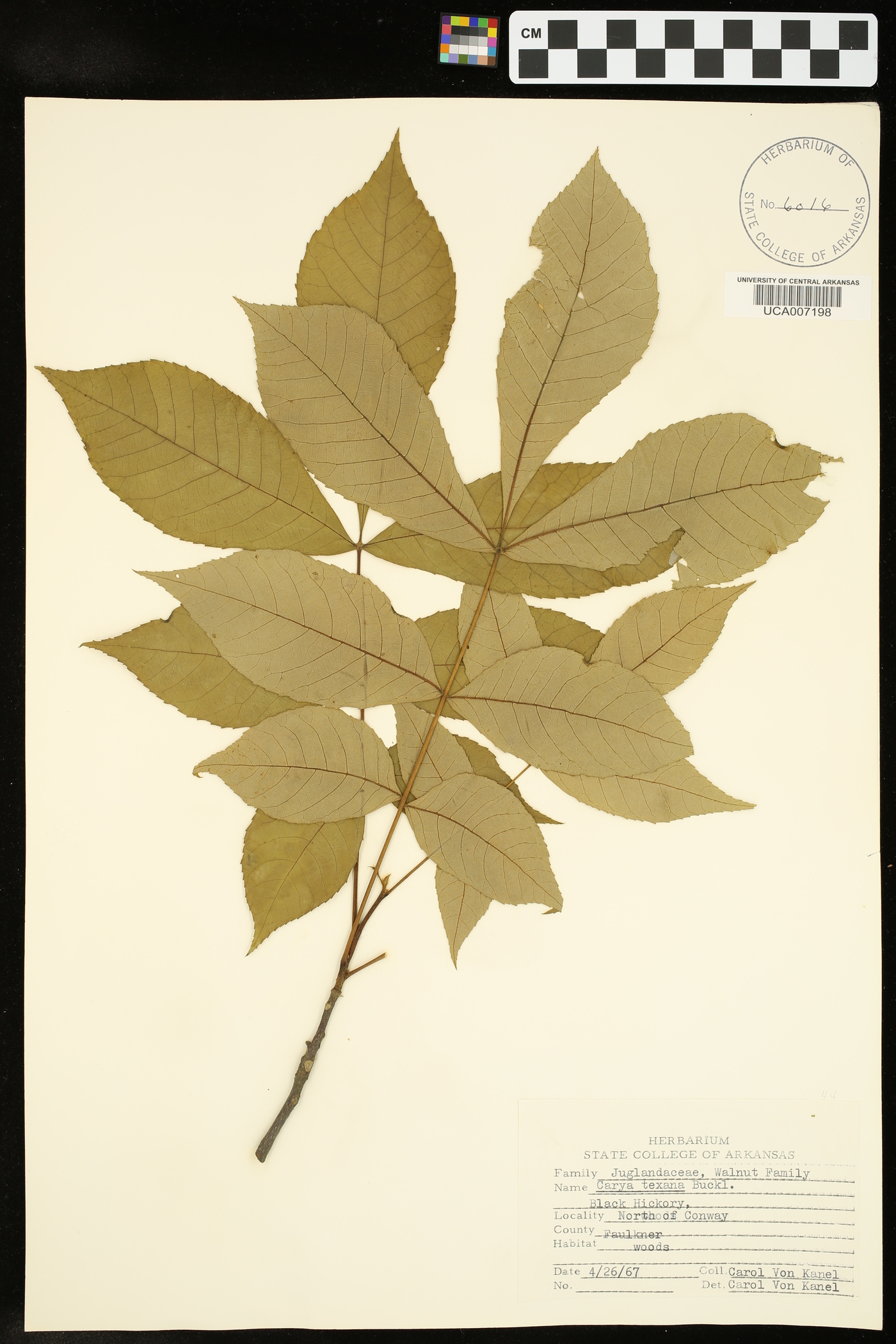 Carya texana image