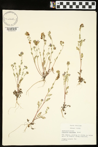 Phacelia maculata image