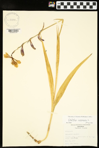 Gladiolus communis image