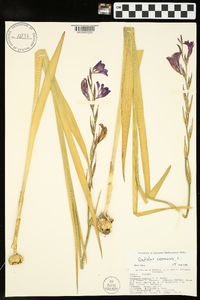 Gladiolus communis image