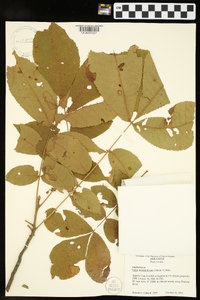 Carya myristiciformis image