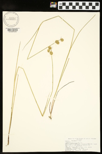 Juncus brachycarpus image