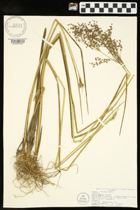 Juncus nodatus image