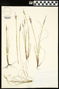 Sisyrinchium campestre image