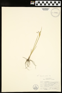 Sisyrinchium albidum image