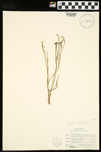 Sisyrinchium langloisii image