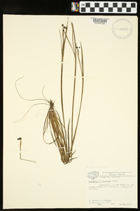 Sisyrinchium atlanticum image