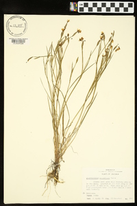 Sisyrinchium atlanticum image