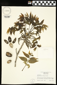 Carya illinoinensis image