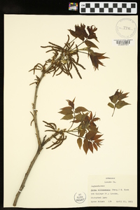 Carya illinoinensis image