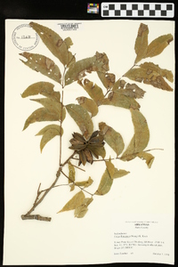 Carya illinoinensis image