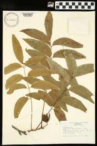 Carya illinoinensis image